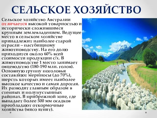 СЕЛЬСКОЕ ХОЗЯЙСТВО Сельское хозяйство Австралии отличается высокой товарностью и исторически сложившимся крупным