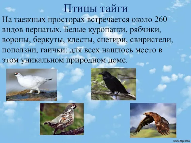 Птицы тайги На таежных просторах встречается около 260 видов пернатых. Белые куропатки,