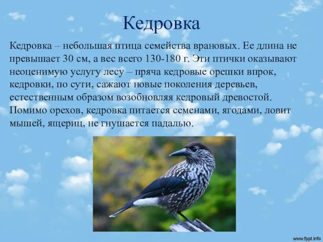 Кедровка Кедровка – небольшая птица семейства врановых. Ее длина не превышает 30