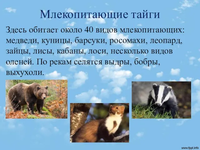 Млекопитающие тайги Здесь обитает около 40 видов млекопитающих: медведи, куницы, барсуки, росомахи,