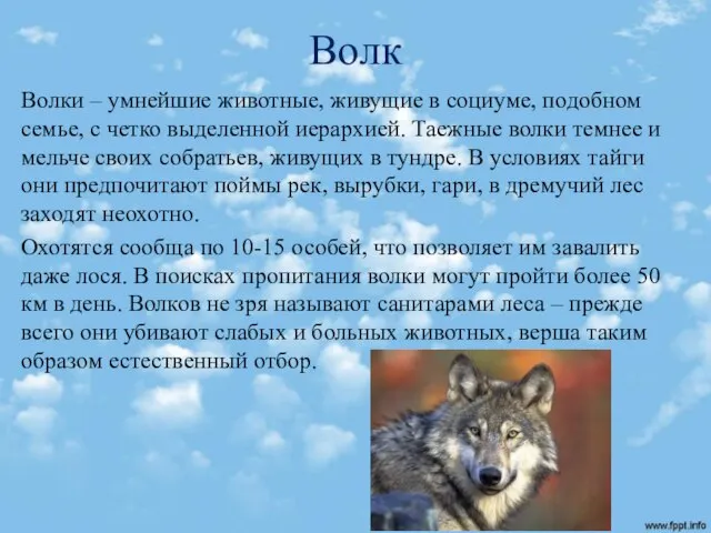 Волк Волки – умнейшие животные, живущие в социуме, подобном семье, с четко