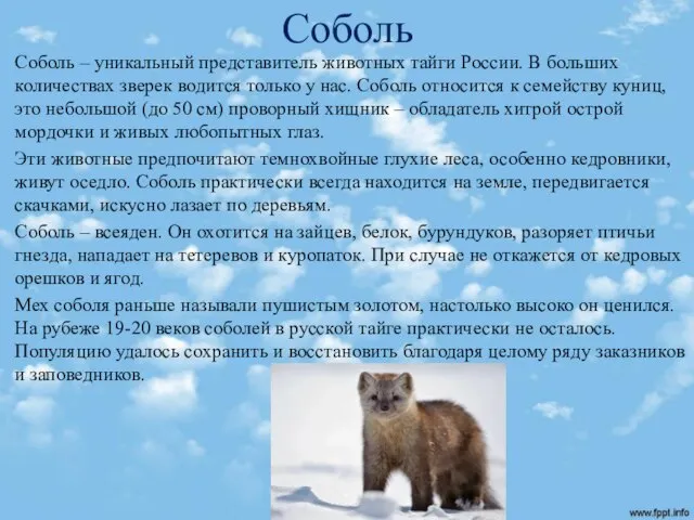 Соболь Соболь – уникальный представитель животных тайги России. В больших количествах зверек