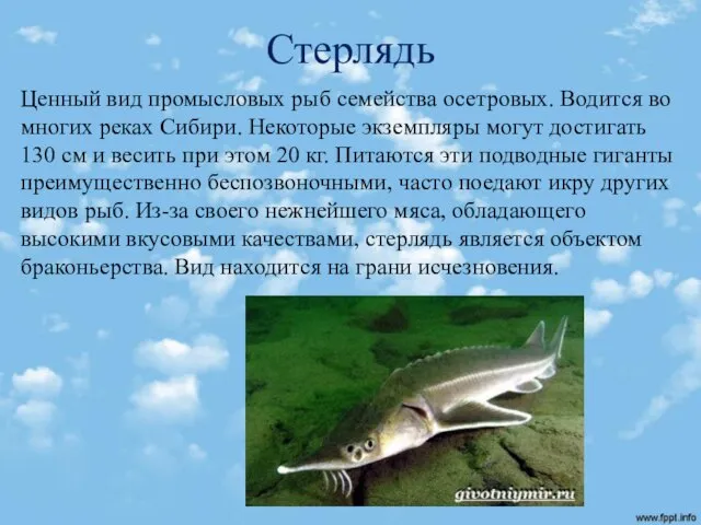 Стерлядь Ценный вид промысловых рыб семейства осетровых. Водится во многих реках Сибири.