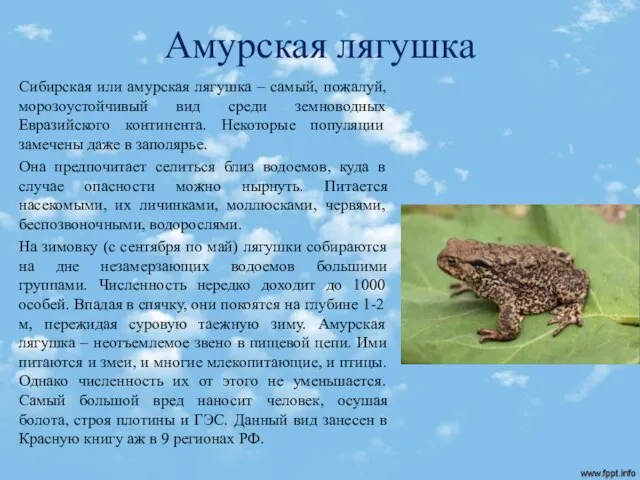 Амурская лягушка Сибирская или амурская лягушка – самый, пожалуй, морозоустойчивый вид среди