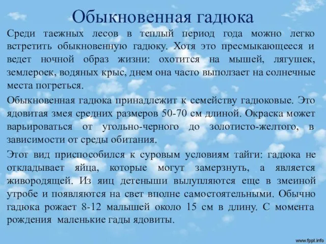 Обыкновенная гадюка Среди таежных лесов в теплый период года можно легко встретить