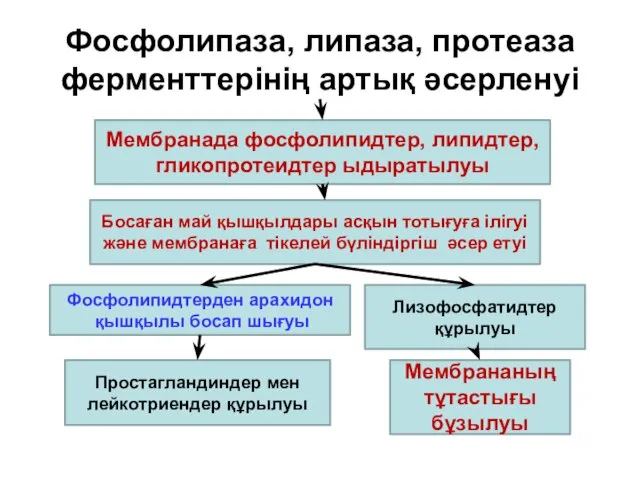 Фосфолипаза, липаза, протеаза ферменттерінің артық әсерленуі Мембранада фосфолипидтер, липидтер, гликопротеидтер ыдыратылуы Босаған