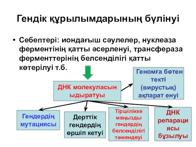 Гендік құрылымдарының бүлінуі Себептері: иондағыш сәулелер, нуклеаза ферментінің қатты әсерленуі, трансфераза ферменттерінің