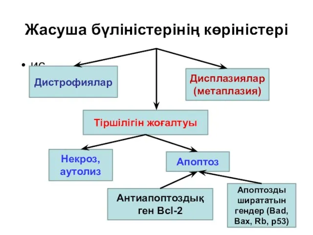 Жасуша бүліністерінің көріністері ис Дистрофиялар Дисплазиялар (метаплазия) Тіршілігін жоғалтуы Некроз, аутолиз Апоптоз