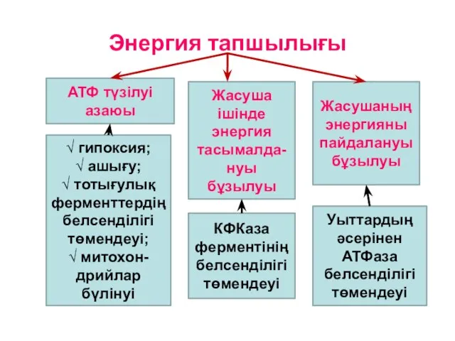 Энергия тапшылығы √ гипоксия; √ ашығу; √ тотығулық ферменттердің белсенділігі төмендеуі; √