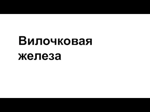 Вилочковая железа