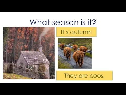 What season is it? It’s autumn It isn’t a squirrel They are coos.
