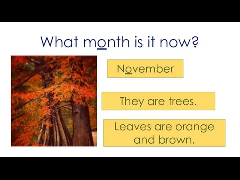 What month is it now? November They are trees. Leaves are orange and brown.