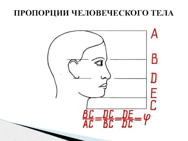 ПРОПОРЦИИ ЧЕЛОВЕЧЕСКОГО ТЕЛА