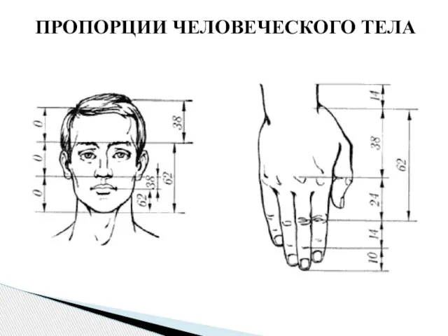 ПРОПОРЦИИ ЧЕЛОВЕЧЕСКОГО ТЕЛА