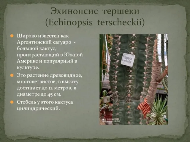 Широко известен как Аргентинский сагуаро - большой кактус, произрастающий в Южной Америке