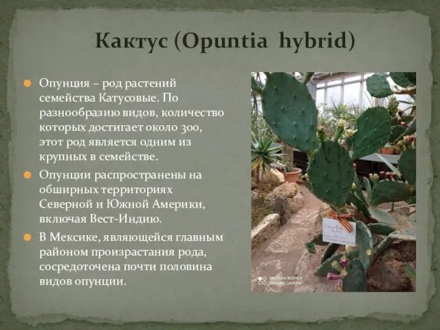 Опунция – род растений семейства Катусовые. По разнообразию видов, количество которых достигает