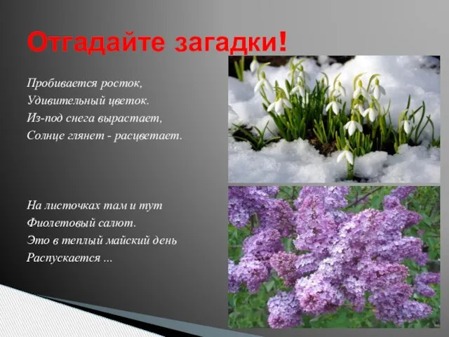 Пробивается росток, Удивительный цветок. Из-под снега вырастает, Солнце глянет - расцветает. На