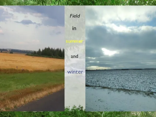 Field in summer and winter