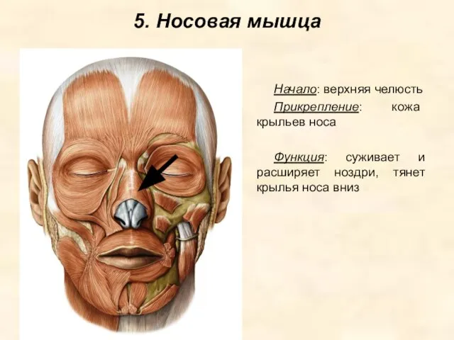 5. Носовая мышца Начало: верхняя челюсть Прикрепление: кожа крыльев носа Функция: суживает