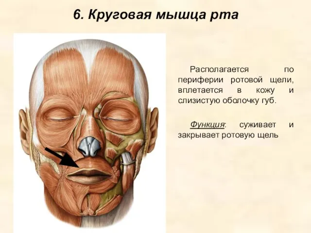 6. Круговая мышца рта Располагается по периферии ротовой щели, вплетается в кожу