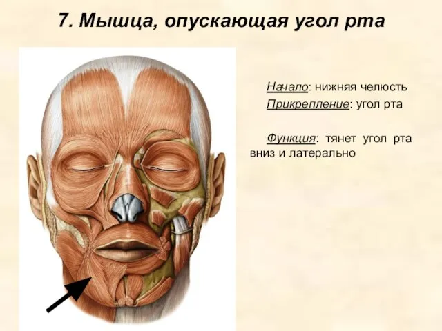 7. Мышца, опускающая угол рта Начало: нижняя челюсть Прикрепление: угол рта Функция: