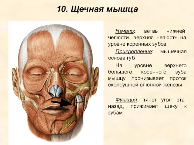 10. Щечная мышца Начало: ветвь нижней челюсти, верхняя челюсть на уровне коренных
