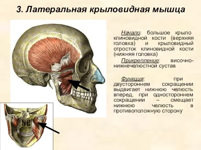 3. Латеральная крыловидная мышца Начало: большое крыло клиновидной кости (верхняя головка) и