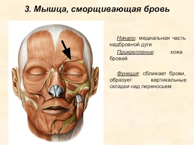 3. Мышца, сморщивающая бровь Начало: медиальная часть надбровной дуги Прикрепление: кожа бровей