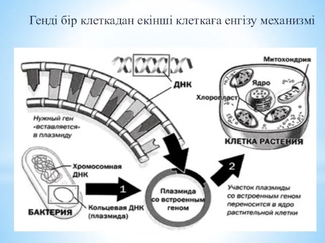 Генді бір клеткадан екінші клеткаға енгізу механизмі