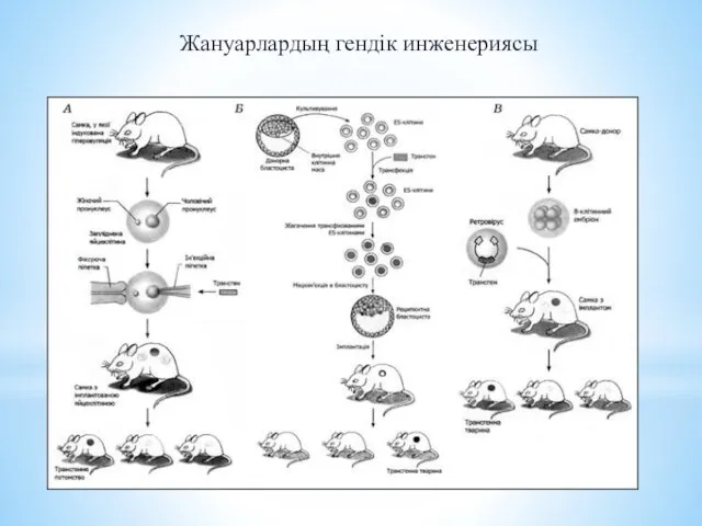 Жануарлардың гендік инженериясы