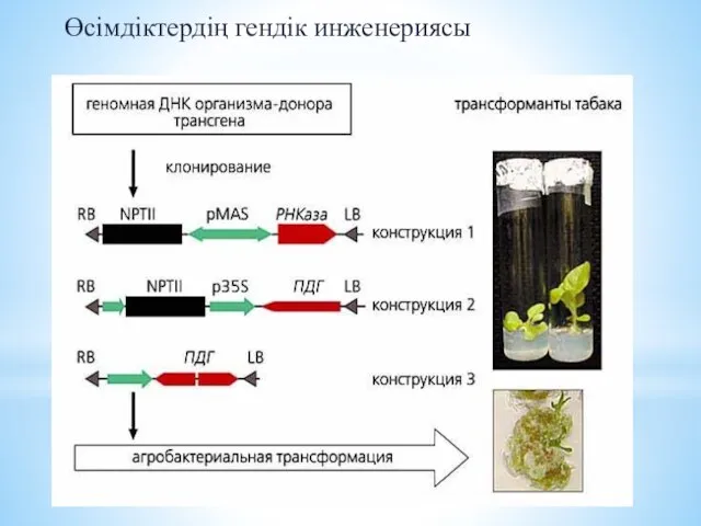 Өсімдіктердің гендік инженериясы