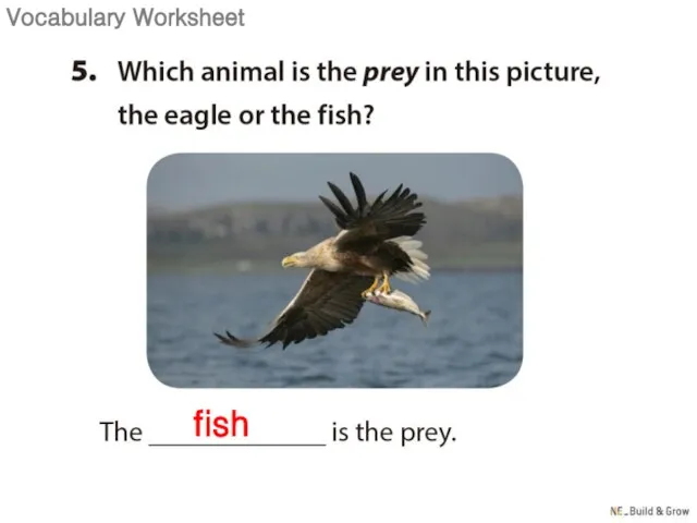 fish Vocabulary Worksheet