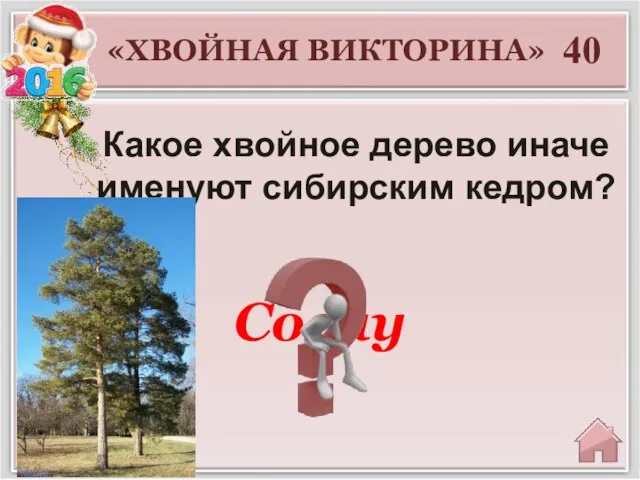 Сосну 40 «ХВОЙНАЯ ВИКТОРИНА» Какое хвойное дерево иначе именуют сибирским кедром?