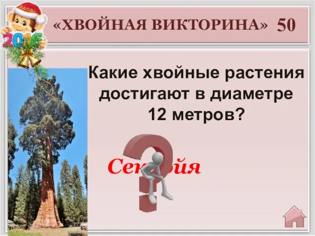 Секвойя 50 «ХВОЙНАЯ ВИКТОРИНА» Какие хвойные растения достигают в диаметре 12 метров?