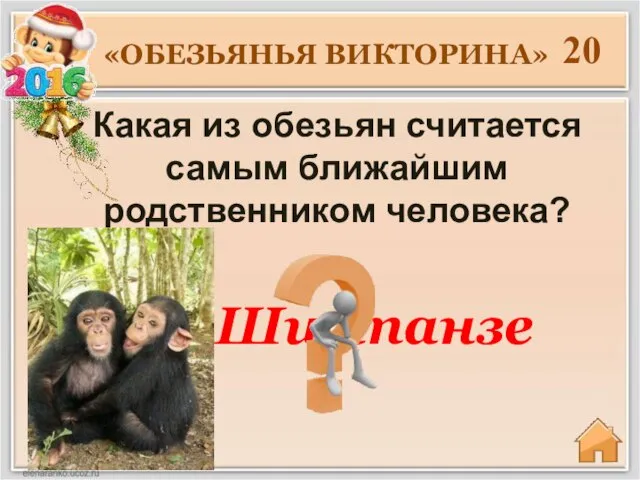 20 Какая из обезьян считается самым ближайшим родственником человека? «ОБЕЗЬЯНЬЯ ВИКТОРИНА» Шимпанзе