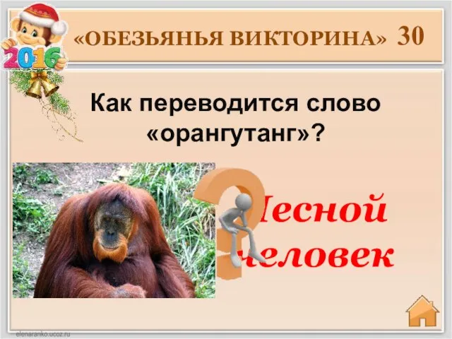 Как переводится слово «орангутанг»? 30 «ОБЕЗЬЯНЬЯ ВИКТОРИНА» Лесной человек