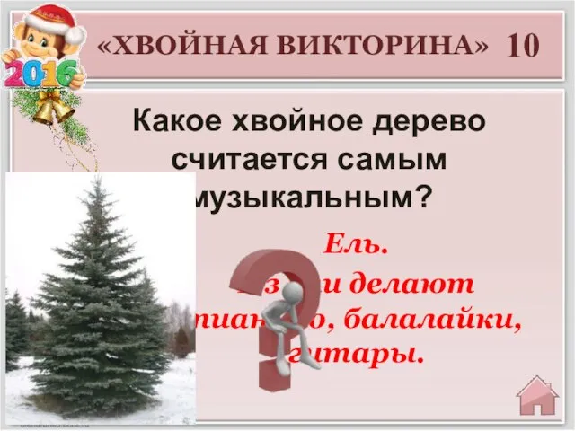 Ель. Из ели делают пианино, балалайки, гитары. «ХВОЙНАЯ ВИКТОРИНА» 10 Какое хвойное дерево считается самым музыкальным?