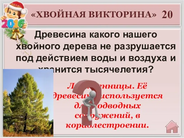 Лиственницы. Её древесина используется для подводных сооружений, в кораблестроении. 20 «ХВОЙНАЯ ВИКТОРИНА»