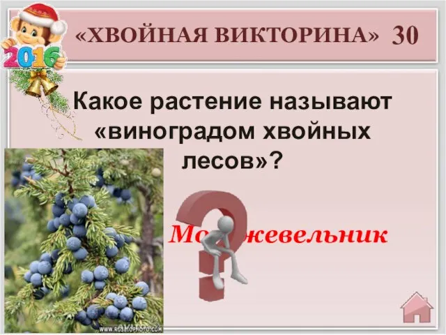 30 Можжевельник «ХВОЙНАЯ ВИКТОРИНА» Какое растение называют «виноградом хвойных лесов»?