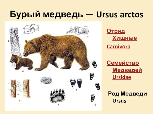 Бурый медведь — Ursus arctos Отряд Хищные Carnivora Семейство Медведей Ursidae Род Медведи Ursus