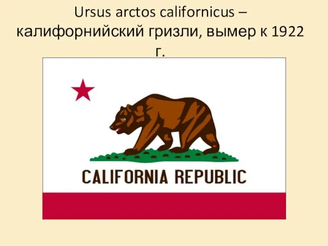 Ursus arctos californicus – калифорнийский гризли, вымер к 1922 г.