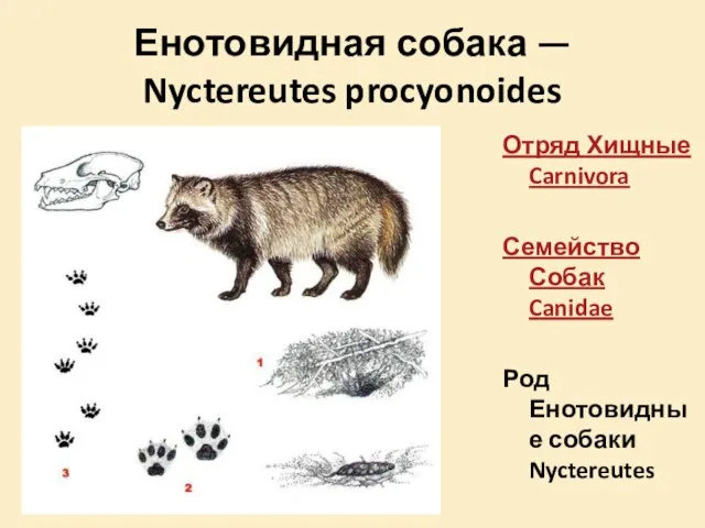 Енотовидная собака — Nyctereutes procyonoides Отряд Хищные Carnivora Семейство Собак Canidae Род Енотовидные собаки Nyctereutes