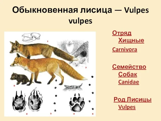 Обыкновенная лисица — Vulpes vulpes Отряд Хищные Carnivora Семейство Собак Canidae Род Лисицы Vulpes