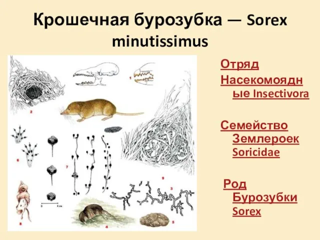 Крошечная бурозубка — Sorex minutissimus Отряд Насекомоядные Insectivora Семейство Землероек Soricidae Род Бурозубки Sorex