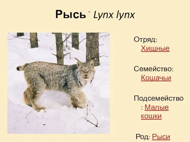 Рысь - Lynx lynx Отряд: Хищные Семейство: Кошачьи Подсемейство: Малые кошки Род: Рыси