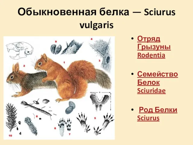 Обыкновенная белка — Sciurus vulgaris Отряд Грызуны Rodentia Семейство Белок Sciuridae Род Белки Sciurus