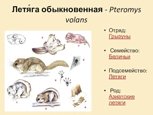 Летя́га обыкновенная - Pteromys volans Отряд: Грызуны Семейство: Беличьи Подсемейство: Летяги Род: Азиатские летяги