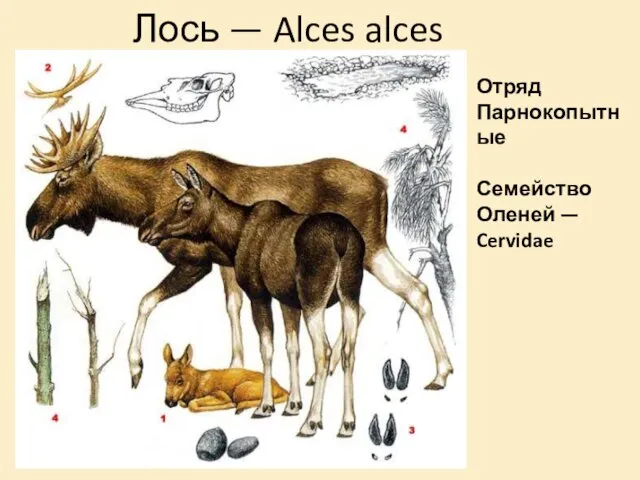 Лось — Alces alces Отряд Парнокопытные Семейство Оленей — Cervidae