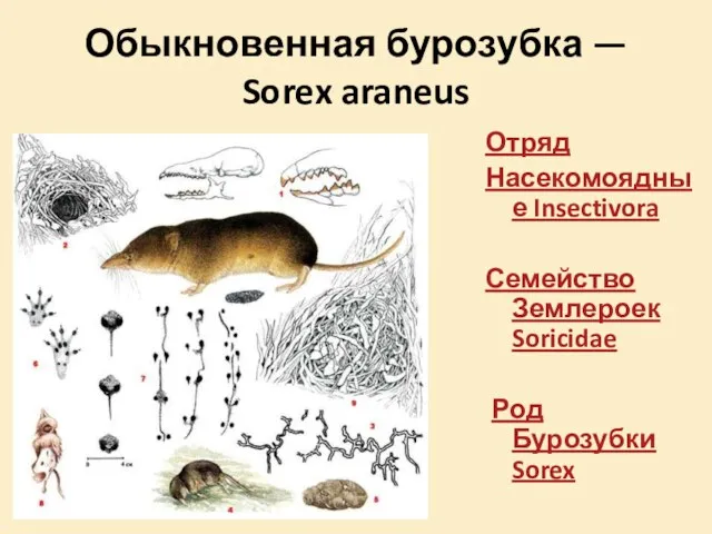 Обыкновенная бурозубка — Sorex araneus Отряд Насекомоядные Insectivora Семейство Землероек Soricidae Род Бурозубки Sorex