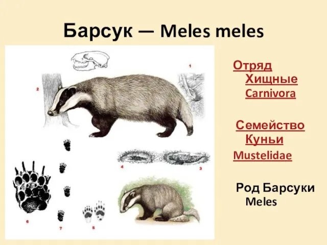 Барсук — Meles meles Отряд Хищные Carnivora Семейство Куньи Mustelidae Род Барсуки Meles
